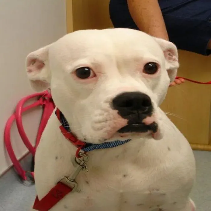 Brookwood Animal Hospital Picture 7