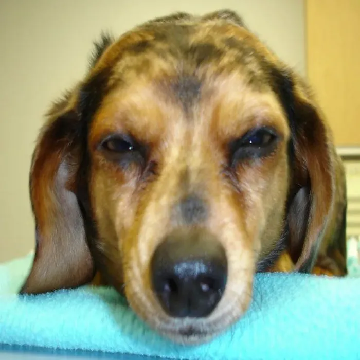 Brookwood Animal Hospital Picture 9