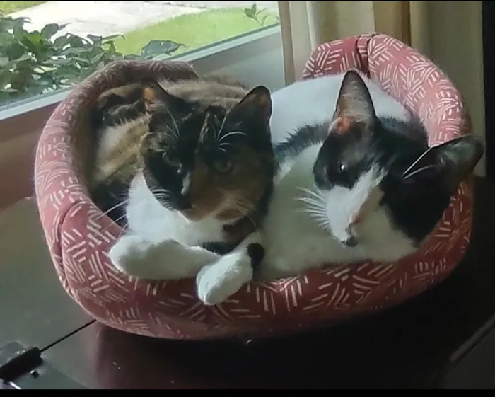 North Brookhaven Veterinary Hospital Picture 8