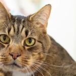 VCA Peachtree Animal Hospital