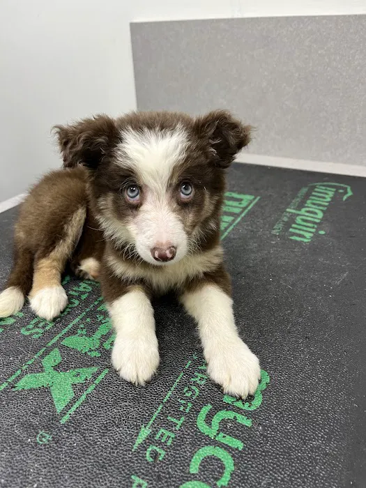 VCA Peachtree Animal Hospital Picture 5