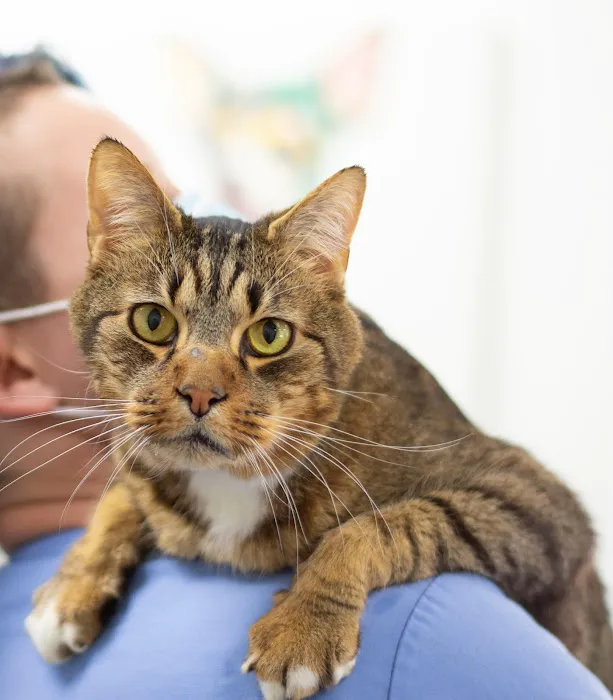 VCA Peachtree Animal Hospital Picture 7