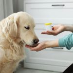 Understanding the Importance of Year-Round Heartworm Prevention | Brothers Pets