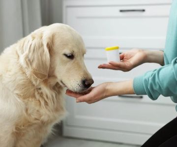 Understanding the Importance of Year-Round Heartworm Prevention | Brothers Pets