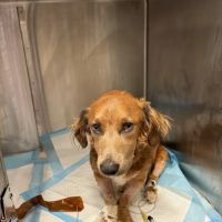 Veterinary Emergency Group ico