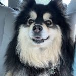 CityVet | Northlake Veterinary Clinic
