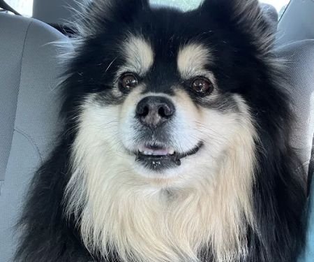 CityVet | Northlake Veterinary Clinic