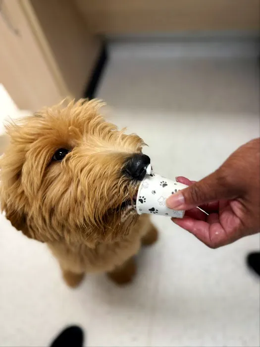 CityVet | Northlake Veterinary Clinic Picture 4