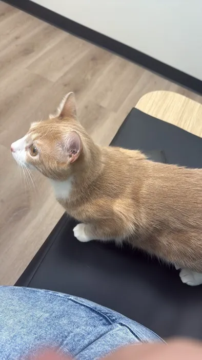 CityVet | Northlake Veterinary Clinic Picture 2
