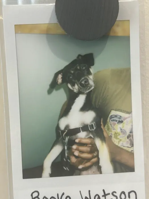 CityVet | Northlake Veterinary Clinic Picture 3