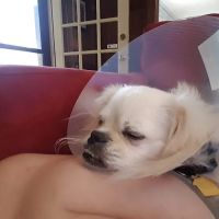Tucker Animal Hospital ico