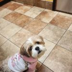 Banfield Pet Hospital