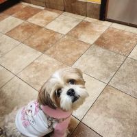 Banfield Pet Hospital ico