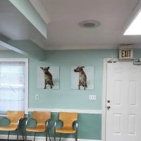 The People's Pets ico