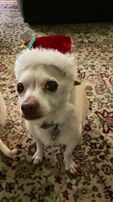 The People's Pets Picture 2