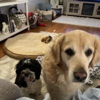 Dekalb Animal Hospital ico