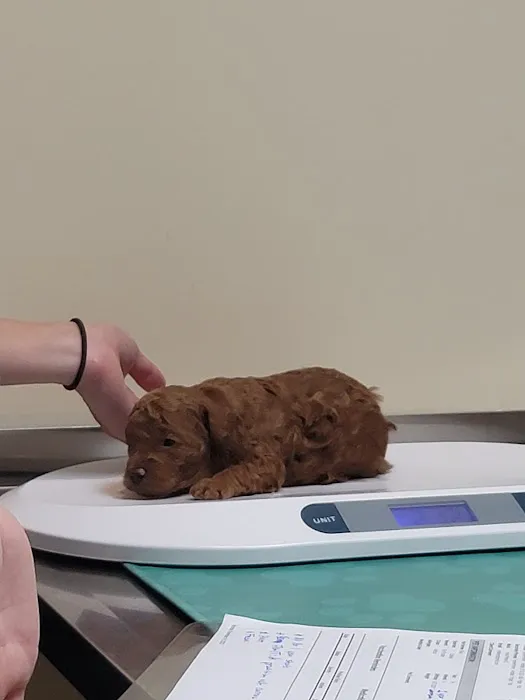 Dekalb Animal Hospital Picture 4