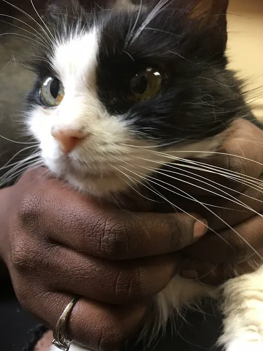 Dekalb Animal Hospital Picture 6