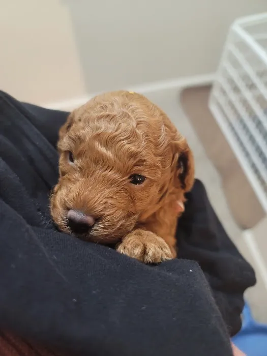 Dekalb Animal Hospital Picture 7