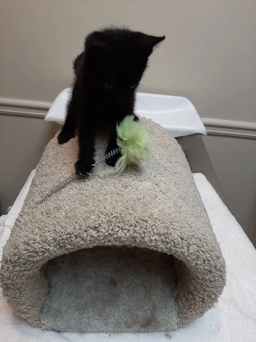 Dekalb Animal Hospital Picture 10