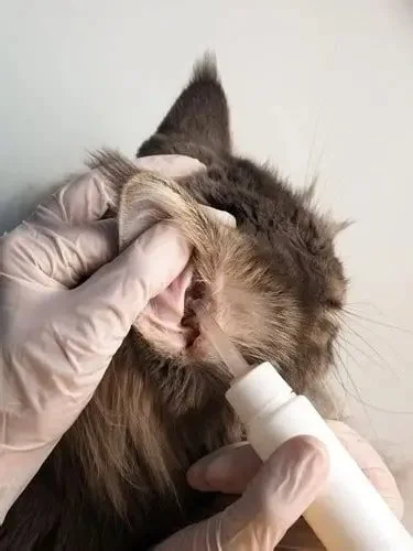 How to Clean Your Cat’s Ears Safely at Home: A Complete Guide