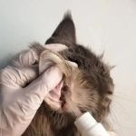 How to Clean Your Cat’s Ears Safely at Home: A Complete Guide
