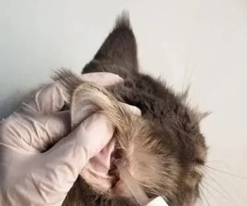 How to Clean Your Cat’s Ears Safely at Home: A Complete Guide