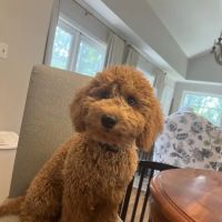 Mt Paran Animal Hospital ico