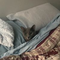 Belle Isle Animal Hospital ico