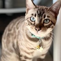 Chewy Vet Care Fountain Oaks ico