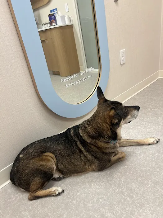 Chewy Vet Care Fountain Oaks Picture 3