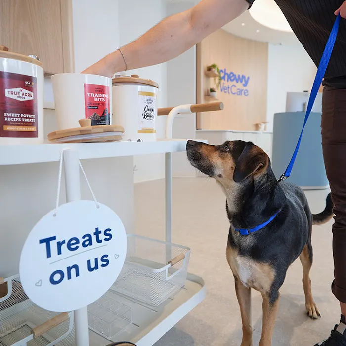 Chewy Vet Care Fountain Oaks Picture 4