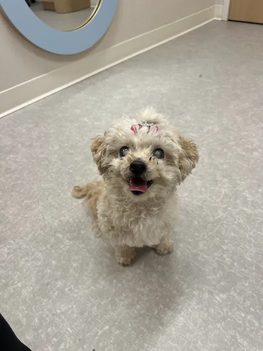 Chewy Vet Care Fountain Oaks Picture 8