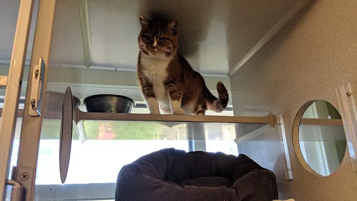 The Cat Doctor Picture 1