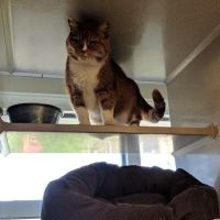 The Cat Doctor ico
