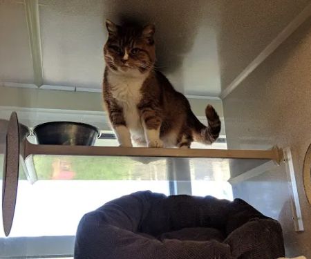 The Cat Doctor