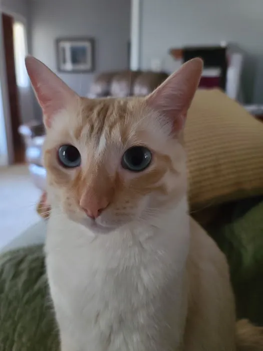 The Cat Doctor Picture 2