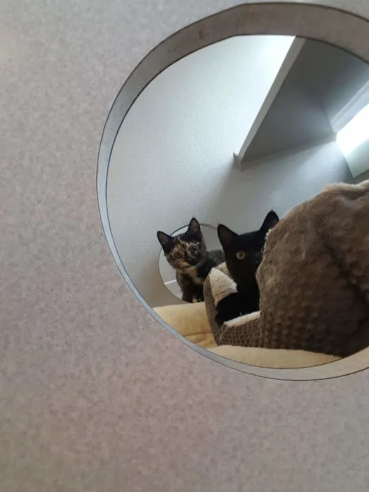 The Cat Doctor Picture 8