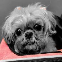 Wieuca Animal Clinic ico