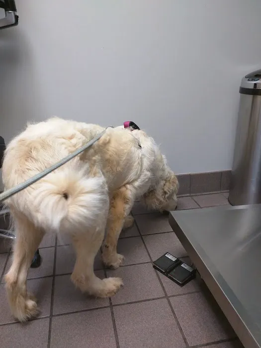 VCA Lilburn Animal Hospital Picture 4