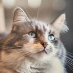 VCA Lilburn Animal Hospital