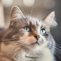 VCA Lilburn Animal Hospital ico