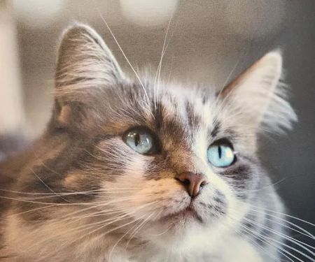 VCA Lilburn Animal Hospital
