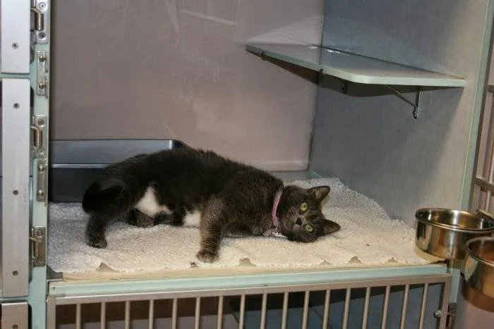 VCA Lilburn Animal Hospital Picture 9