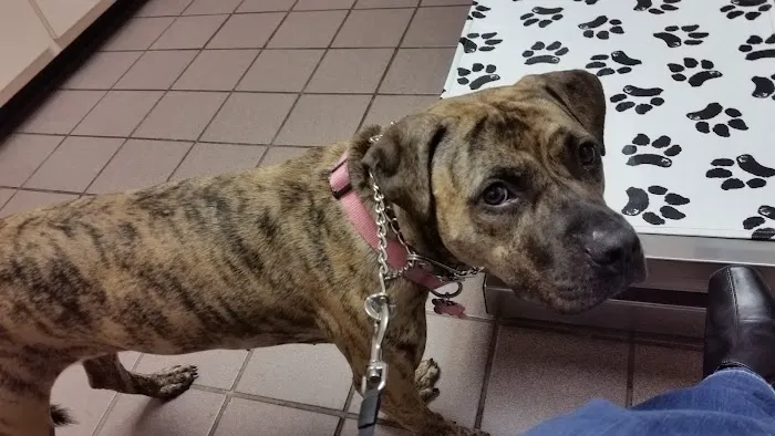 VCA Lilburn Animal Hospital Picture 8