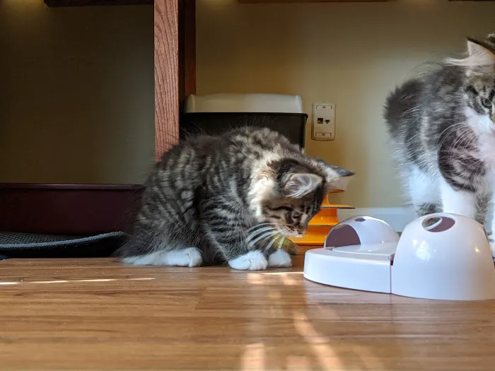 Samberkat Maine Coons Picture 1