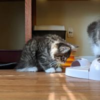 Samberkat Maine Coons ico