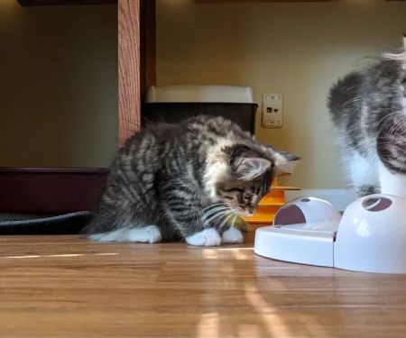 Samberkat Maine Coons