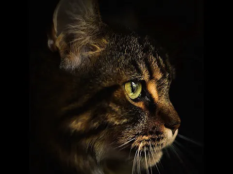 Samberkat Maine Coons Picture 5