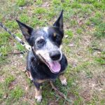Abbott Animal Wellness Center